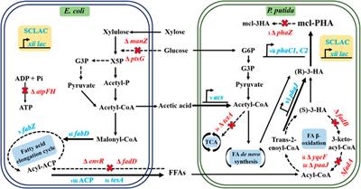 Frontiers | Reconstruction and optimization of a Pseudomonas putida ...