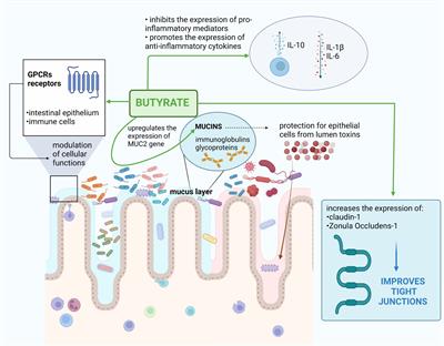 Frontiers | Sodium butyrate in both prevention and supportive treatment ...