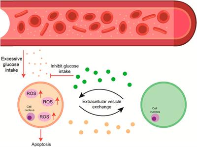 Frontiers | Extracellular vesicles regulate the transmission of insulin ...