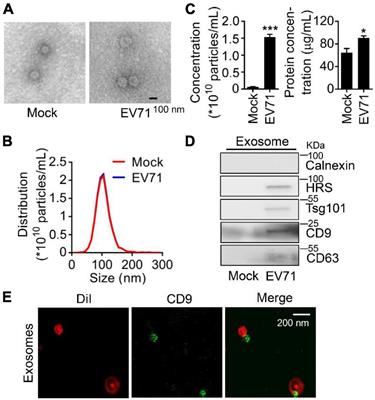 Frontiers | Enterovirus 71 non-structural protein 3A hijacks vacuolar ...