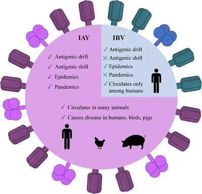 Frontiers | Promising strategy for developing mRNA-based universal ...