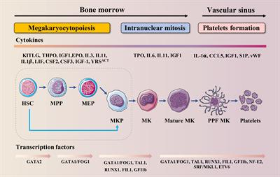 Frontiers | Apoptosis in megakaryocytes: Safeguard and threat for ...