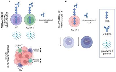 Frontiers | The dual role of CD6 as a therapeutic target in cancer and ...