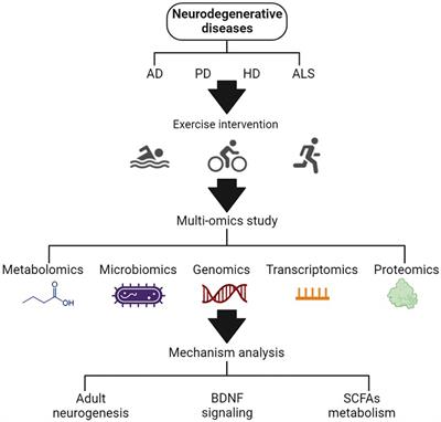 Frontiers | Multi-omics studies reveal ameliorating effects of physical ...