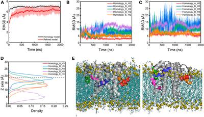 Understanding Virus Structure and Dynamics through Molecular Simulations