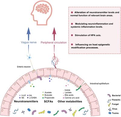 Frontiers | Reviewing the role of gut microbiota in the pathogenesis of ...