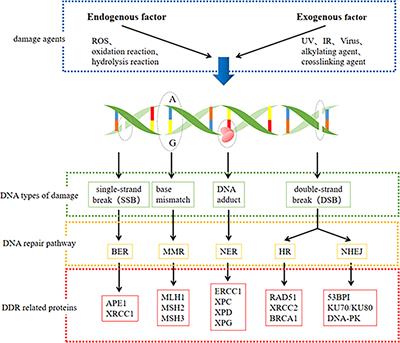 Frontiers | Targeting DNA damage response as a potential therapeutic ...