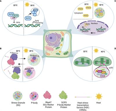 Frontiers | Landscape of biomolecular condensates in heat stress responses