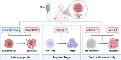 Frontiers | Generalist in allogeneic hematopoietic stem cell ...