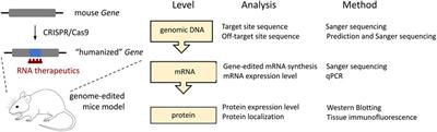 Frontiers | CRISPR/Cas9-generated mouse model with humanizing single ...