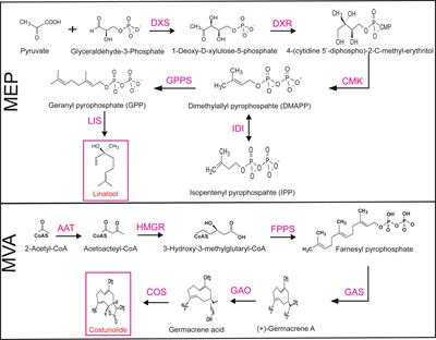 Frontiers | Combinatorial transient gene expression strategies to ...