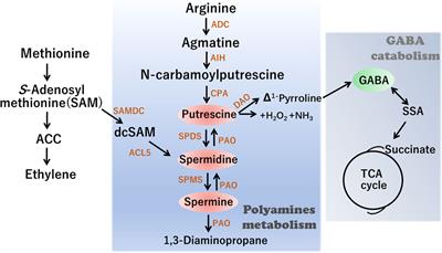 Frontiers | Polyamine pathways interconnect with GABA metabolic ...