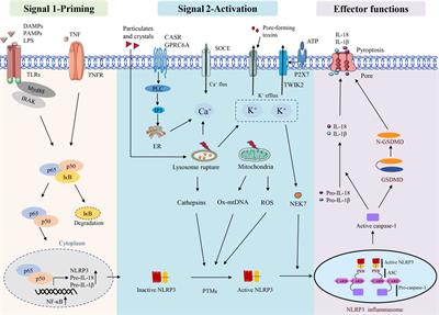 Frontiers | The role of NLRP3 inflammasome in inflammation-related ...