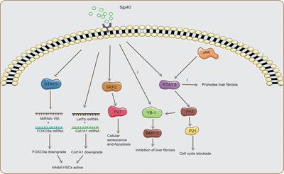 Frontiers | Pathology and molecular mechanisms of Schistosoma japonicum ...