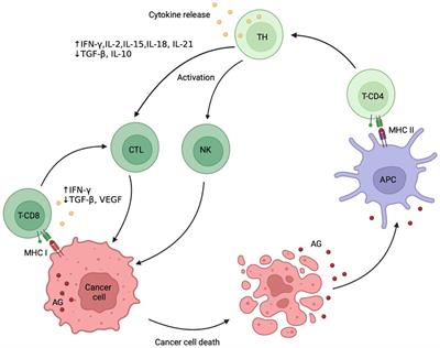 Frontiers | Combination of immune checkpoint inhibitors with radiation ...