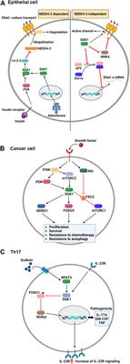 Frontiers | Serum and glucocorticoid-regulated kinase 1: Structure ...