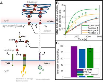 Frontiers  An orally available small molecule that targets soluble TNF to  deliver anti-TNF biologic-like efficacy in rheumatoid arthritis