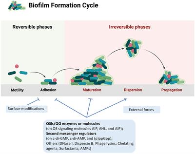 Frontiers | Recent advances on the regulation of bacterial biofilm ...