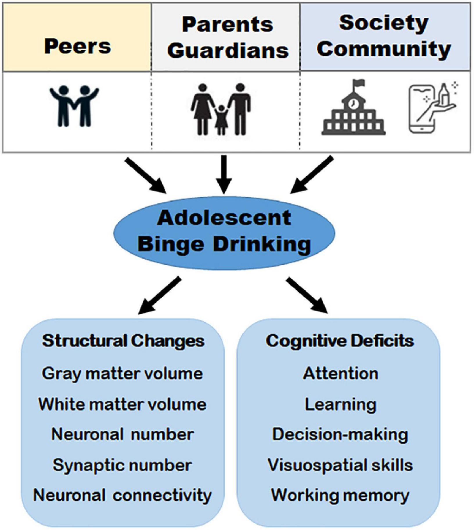 Frontiers  Adolescent brain maturation and the neuropathological effects  of binge drinking: A critical review