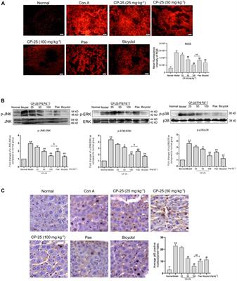 Frontiers | CP-25 exerts a protective effect against ConA-induced ...