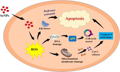 Full article: Biomedical Potential of Plant-Based Selenium Nanoparticles: A  Comprehensive Review on Therapeutic and Mechanistic Aspects