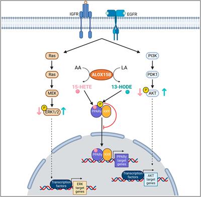 Frontiers | Arachidonate 15-lipoxygenase type B: Regulation, function ...