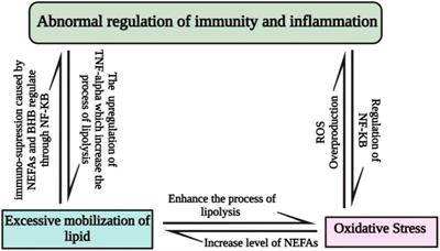 Frontiers | Overview of the effect of rumen-protected limiting amino ...