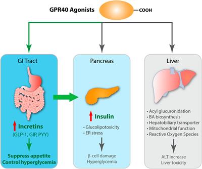 Frontiers | Learn from failures and stay hopeful to GPR40, a GPCR ...