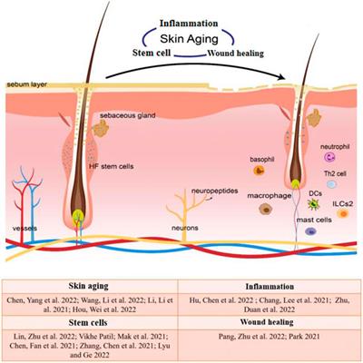 Frontiers | Editorial: Inflammation, stem cells and wound healing in ...