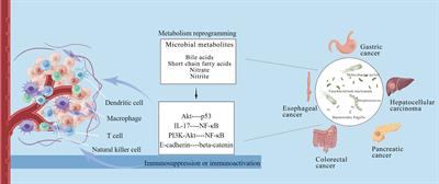 Frontiers  The role of microbiomes in gastrointestinal cancers: new  insights