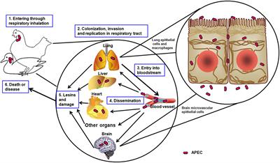 Simplified modeling of E. coli mortality after genome damage