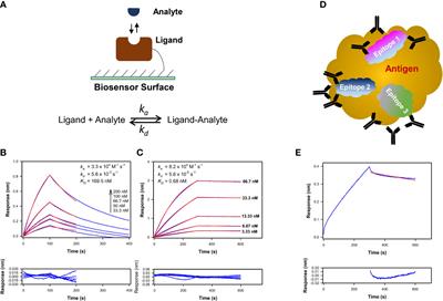 Frontiers | A tool for evaluating heterogeneity in avidity of ...