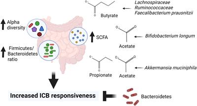 400px x 216px - Frontiers | Foods may modify responsiveness to cancer immune checkpoint  blockers by altering both the gut microbiota and activation of estrogen  receptors in immune cells