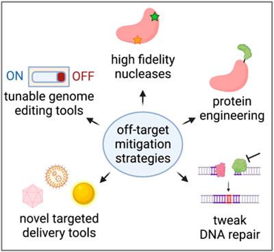 Genome-wide Mapping of Off-Target Events in Single-Stranded  Oligodeoxynucleotide-Mediated Gene Repair Experiments: Molecular Therapy