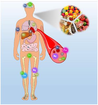 Frontiers | Editorial: Bioactive compounds in mineral bioavailability ...