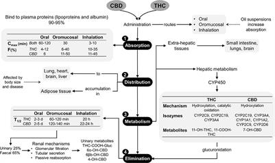 Weed Measurements Explained - Compassionate Healthcare of Florida