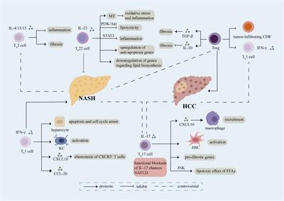 Frontiers | Crucial role of T cells in NAFLD-related disease: A review ...