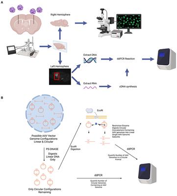 Frontiers | Kinetics and durability of transgene expression after ...