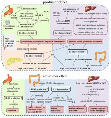 Frontiers | The role of NLRP3 inflammasome in digestive system malignancy