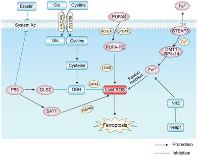 Frontiers | The molecular mechanism of ferroptosis and its role in COPD