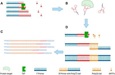 Frontiers | Aptamer nucleotide analog drug conjugates in the targeting ...