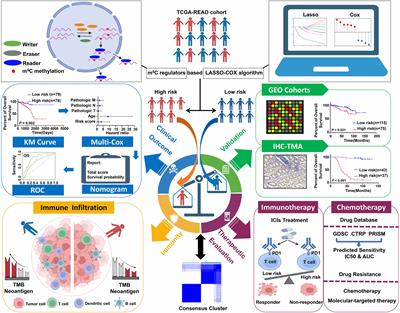 Frontiers | Developing an m5C regulator–mediated RNA methylation ...