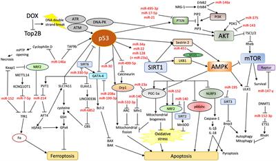 Frontiers | MicroRNAs in doxorubicin-induced cardiotoxicity: The DNA ...