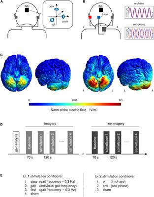 New Paper: Cerebellar tACS modulates human gait rhythm — CCNY Neural  Engineering Group