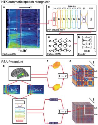 PDF] Low-Dimensional Structure in the Space of Language Representations is  Reflected in Brain Responses