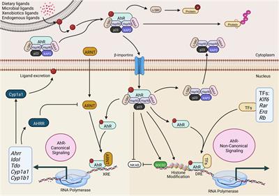 Frontiers | Aryl hydrocarbon receptor: The master regulator of immune ...