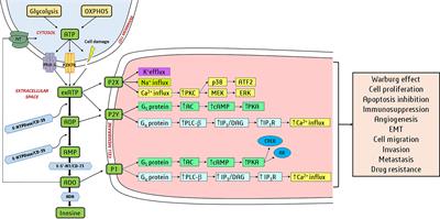 Frontiers  P2RY12-Inhibitors Reduce Cancer-Associated Thrombosis and Tumor  Growth in Pancreatic Cancers