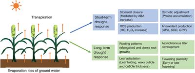 Frontiers | Pearl millet response to drought: A review