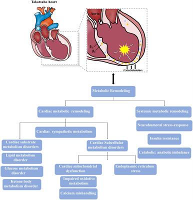 Figure 1: Clinical Course of LV Dysfunction in the Setting of Takotsubo  Cardiomyopathy