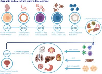 Cell-based mechanisms and strategies of co-culture system both in